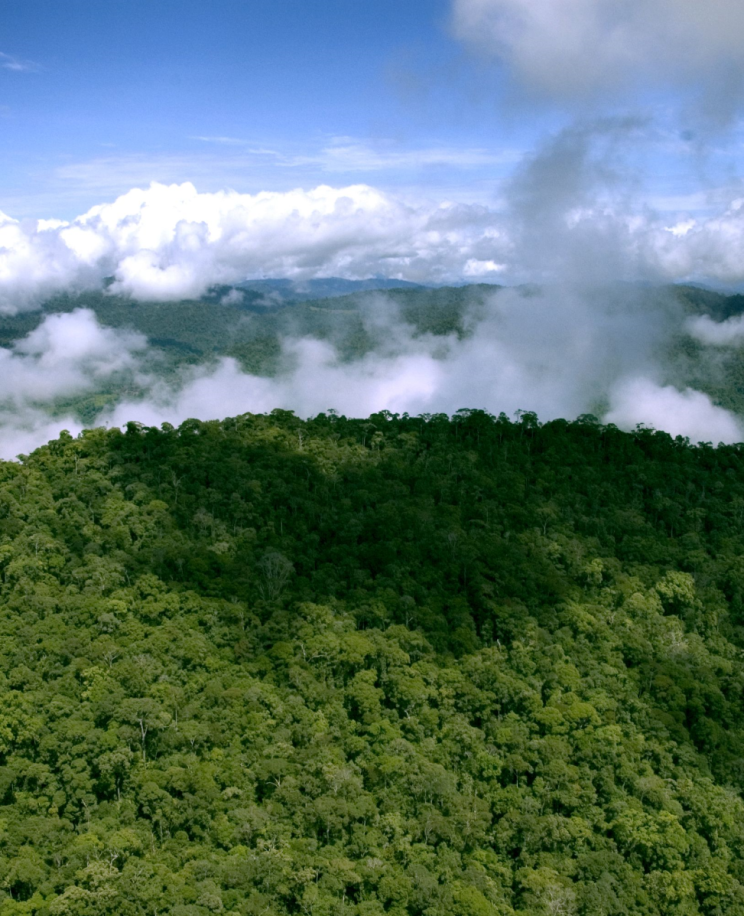 Aerial view of Sarawak's natural tropical forest